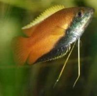 Plaatje bij antwoord