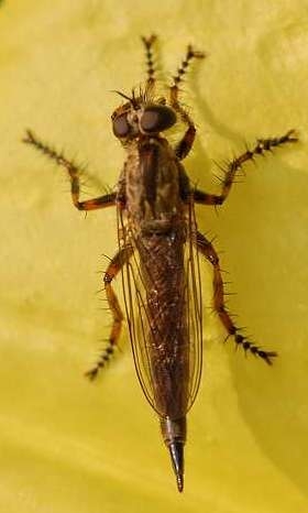 Plaatje bij antwoord