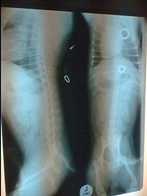 Picture for question