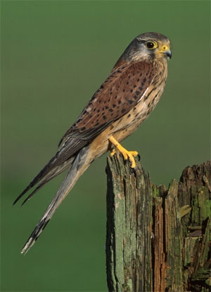 Plaatje bij antwoord