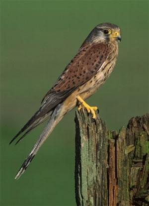 Plaatje bij antwoord