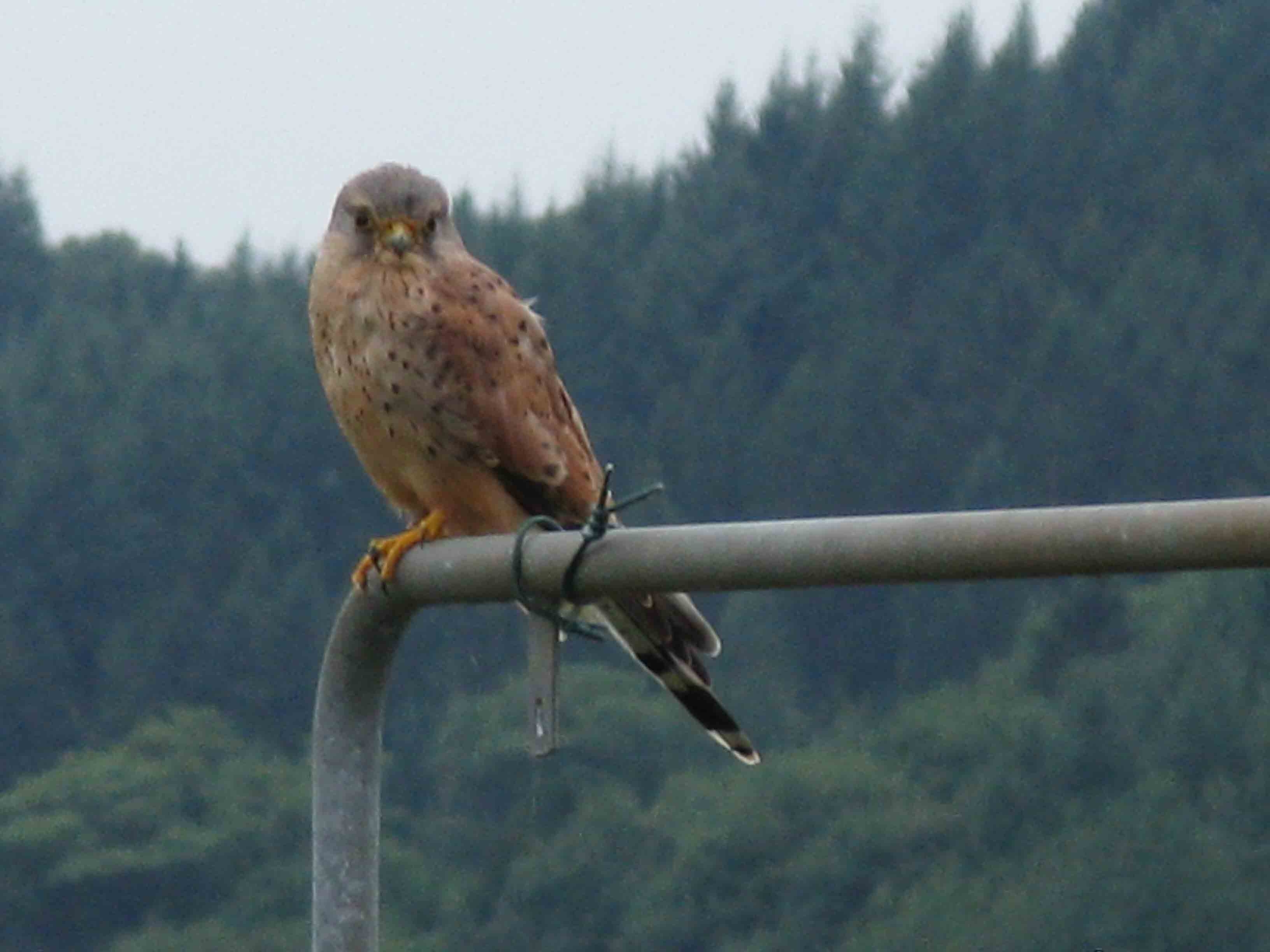 Picture for question