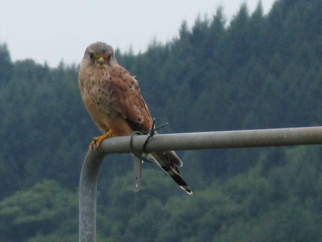 Picture for question