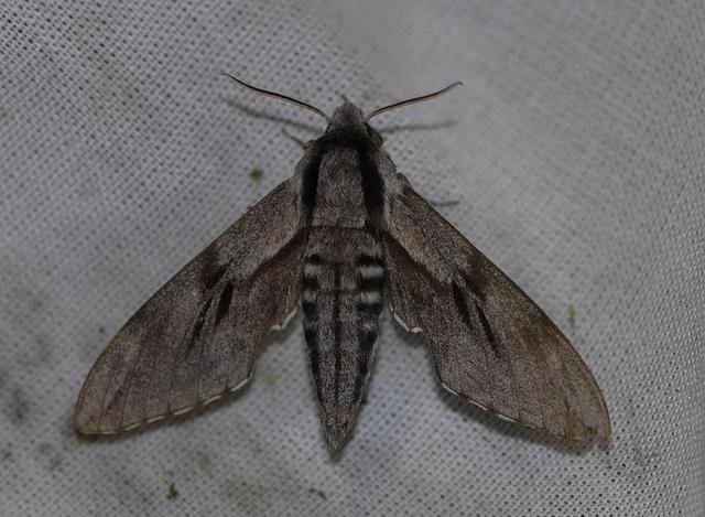 Plaatje bij antwoord