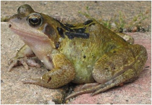 Plaatje bij antwoord