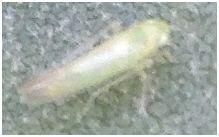 Plaatje bij antwoord