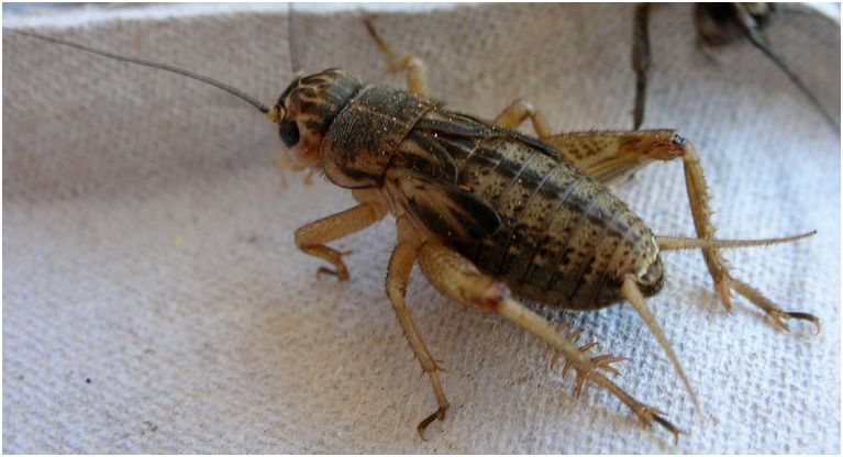 Plaatje bij antwoord