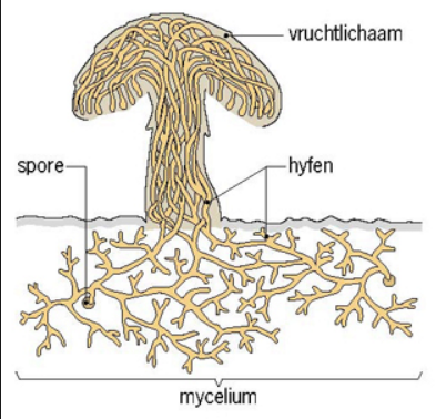 Plaatje bij antwoord