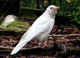 Plaatje bij antwoord