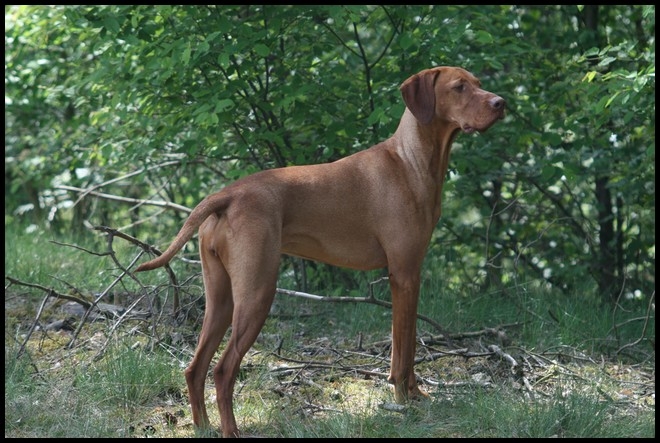 Plaatje bij antwoord