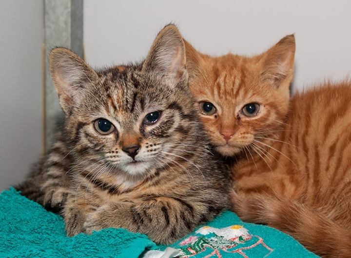 Hoelang Kan Je Een Kitten Alleen Laten Hoe lang kan een kitten zonder eten en/of drinken? - GoeieVraag