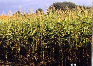 Plaatje bij antwoord