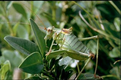Plaatje bij antwoord