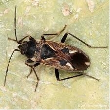 Plaatje bij antwoord