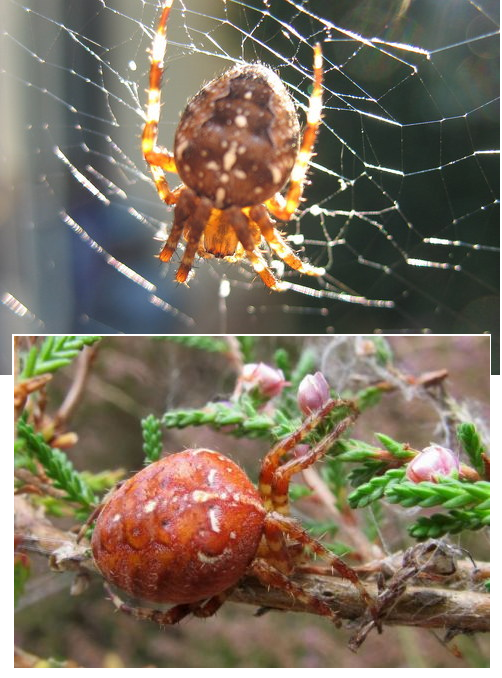 Plaatje bij antwoord