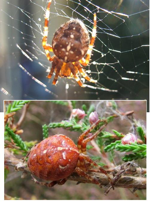 Plaatje bij antwoord