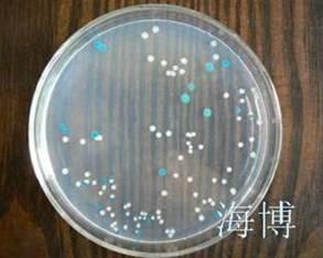 Plaatje bij antwoord