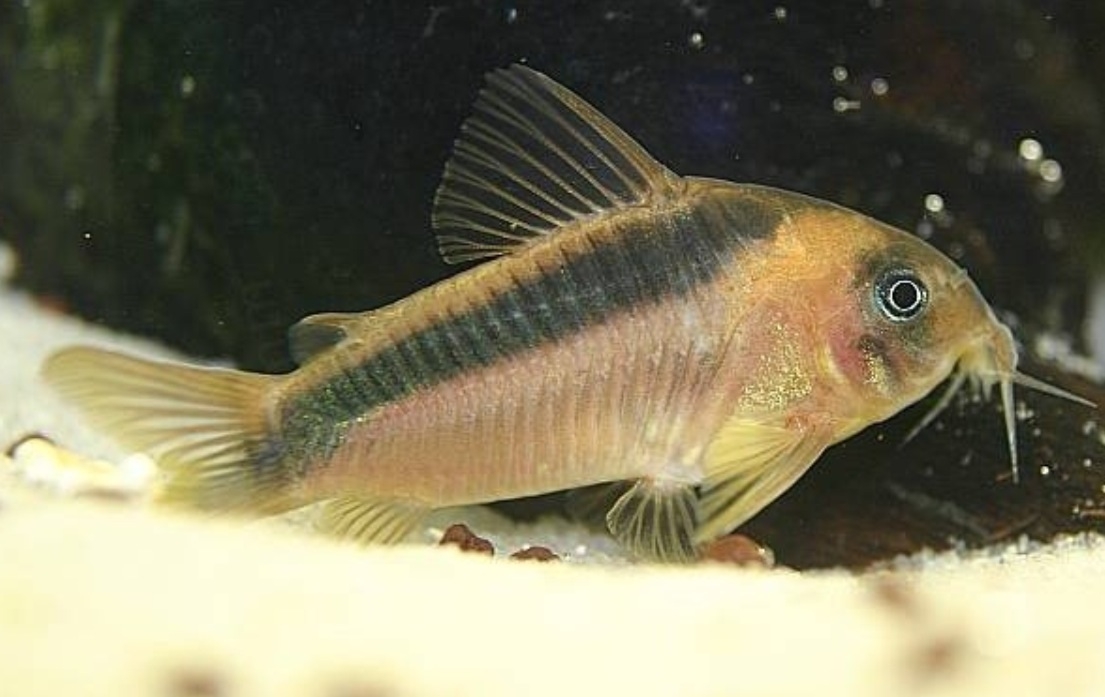 Plaatje bij antwoord