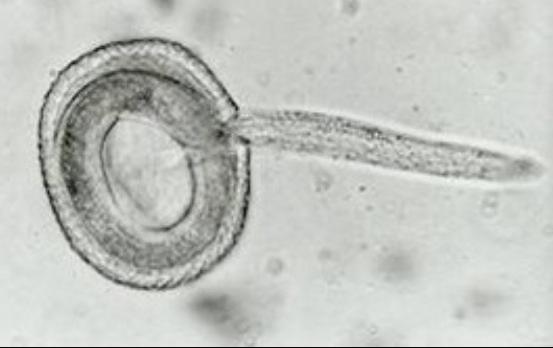 Plaatje bij antwoord