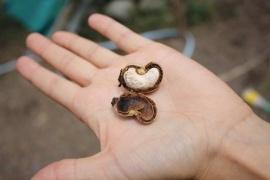 Plaatje bij antwoord