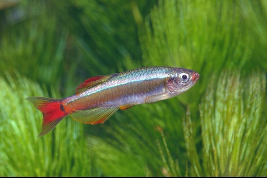 Plaatje bij antwoord