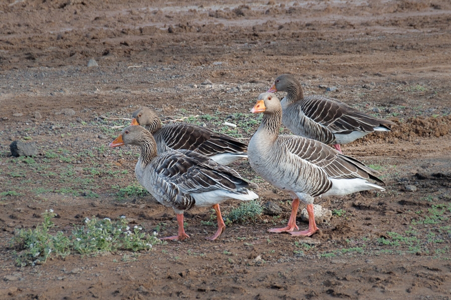 Picture for question