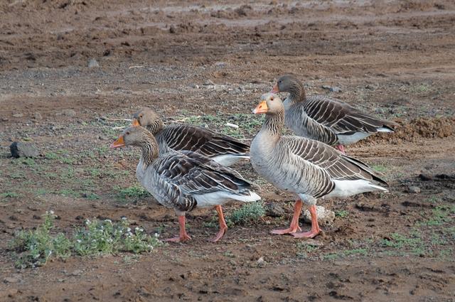 Picture for question