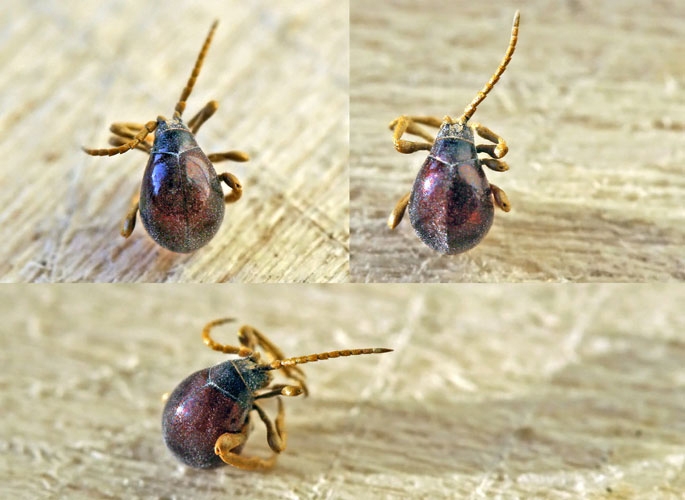 Plaatje bij antwoord