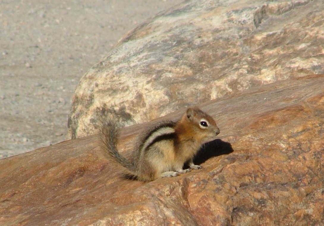 Plaatje bij antwoord