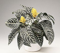 Plaatje bij antwoord