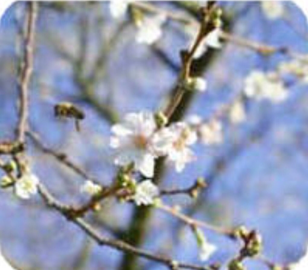 Plaatje bij antwoord