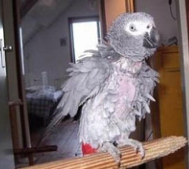 Plaatje bij antwoord