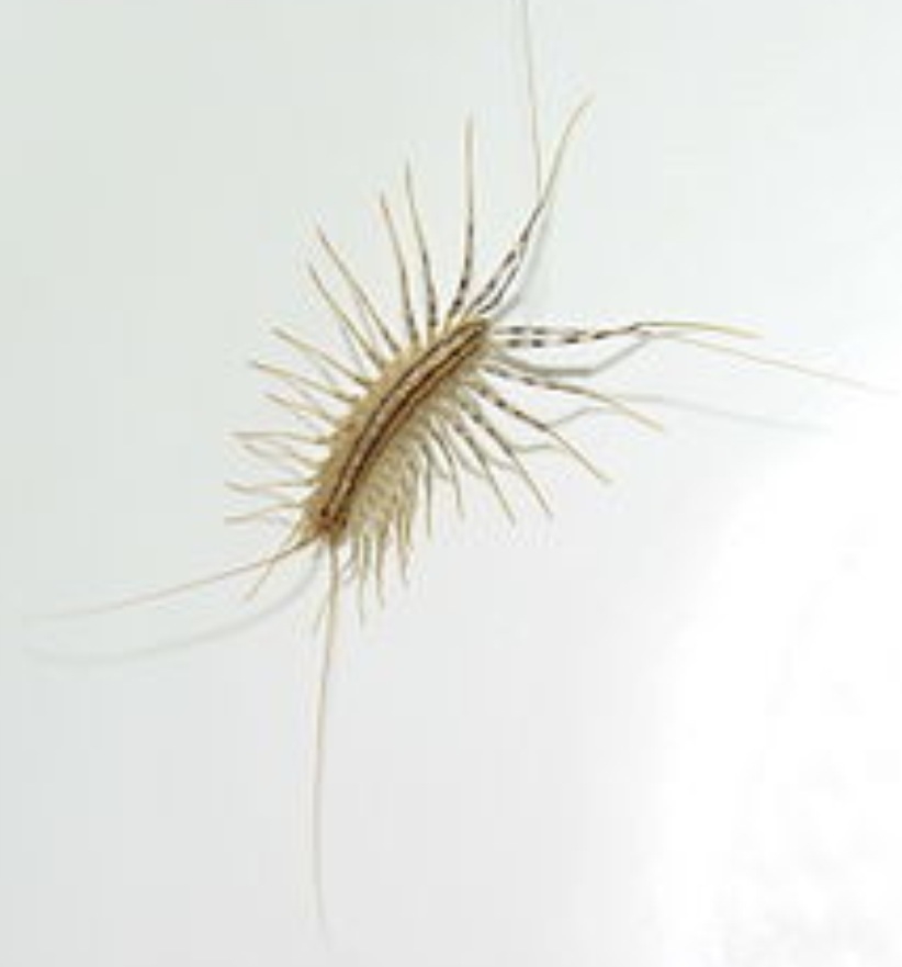 Plaatje bij antwoord