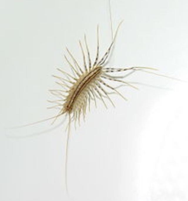 Plaatje bij antwoord