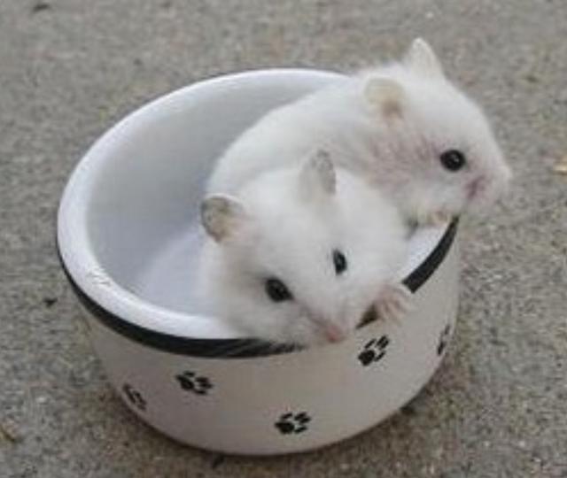 Plaatje bij antwoord