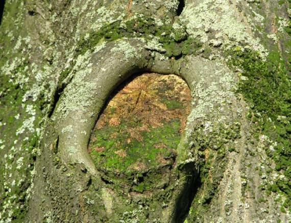 Plaatje bij antwoord