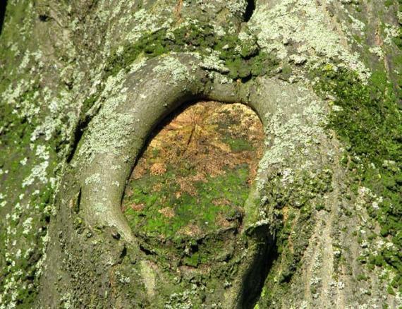 Plaatje bij antwoord