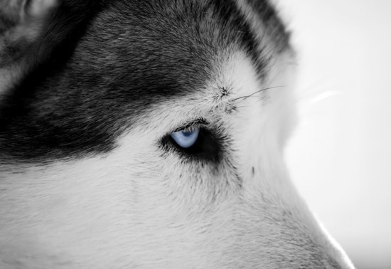 Picture for question