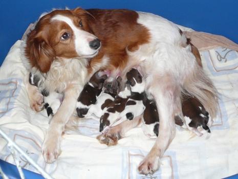 Plaatje bij antwoord