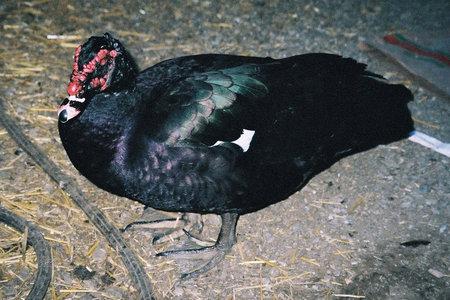 Plaatje bij antwoord