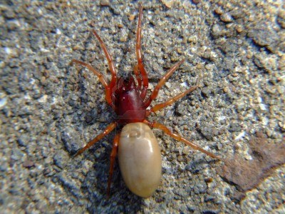 Picture for question