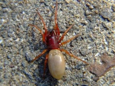 Picture for question