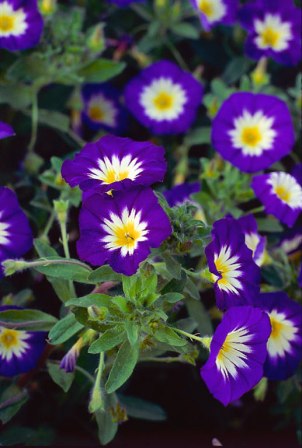 Plaatje bij antwoord