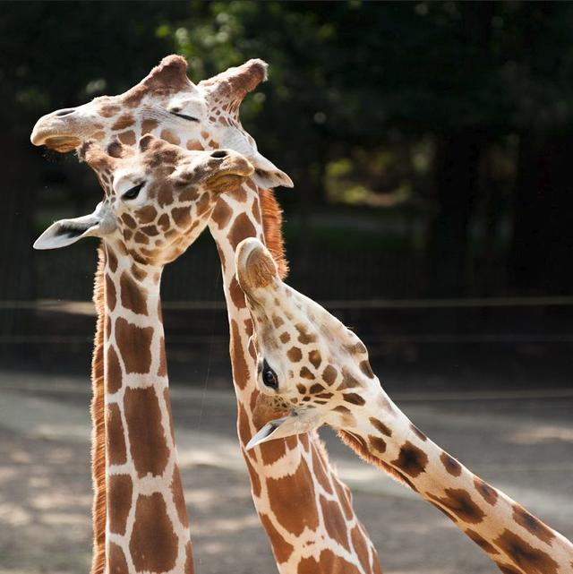 Picture for question