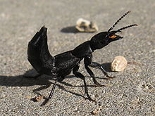 Plaatje bij antwoord