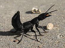 Plaatje bij antwoord