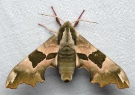 Plaatje bij antwoord