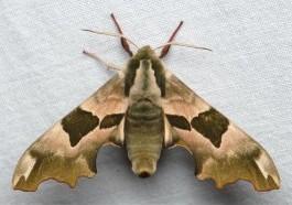 Plaatje bij antwoord