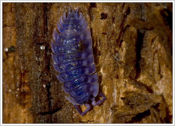 Plaatje bij antwoord