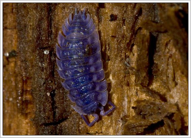 Plaatje bij antwoord